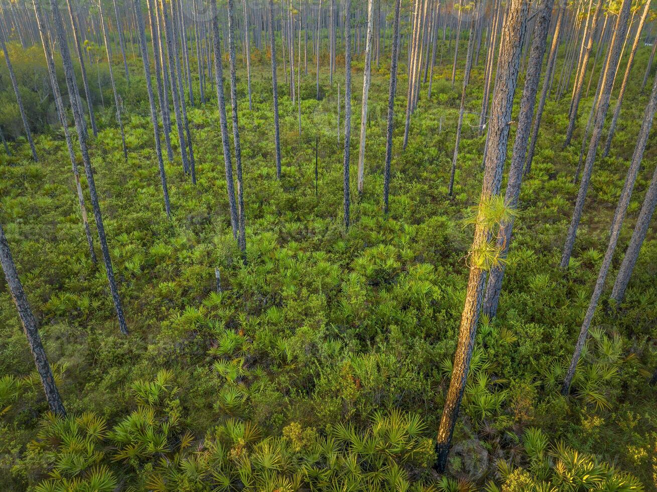 Alba aereo Visualizza di Florida foresta con pino alberi e palmetto - apalachicola nazionale foresta foto