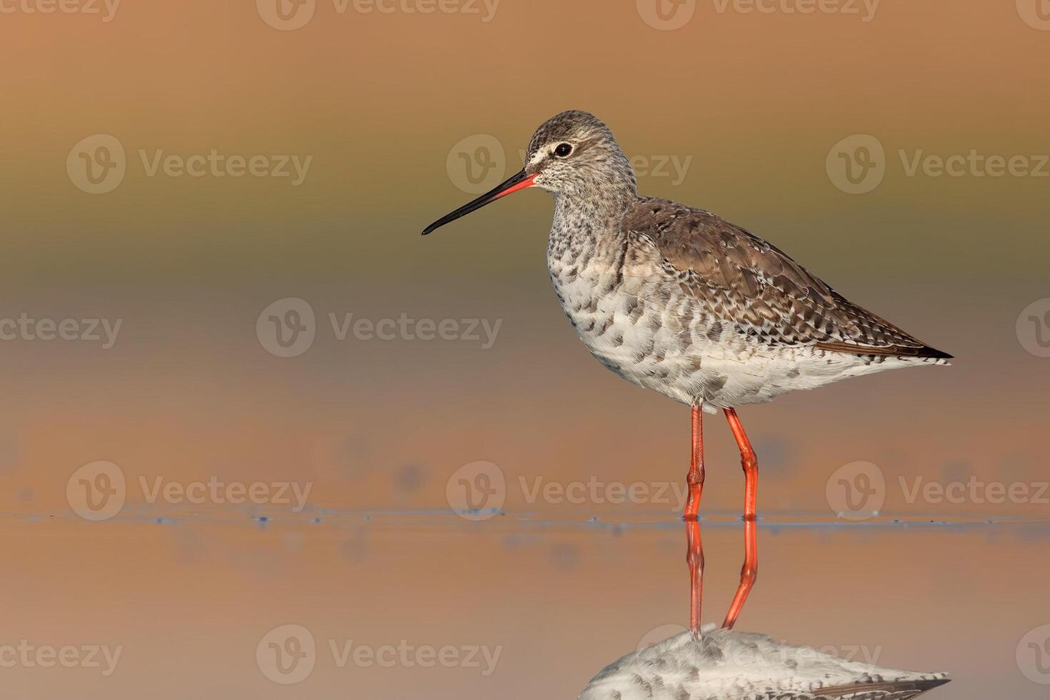 uccello fotografia, uccello immagine, maggior parte bellissimo uccello fotografia, natura fotografia foto