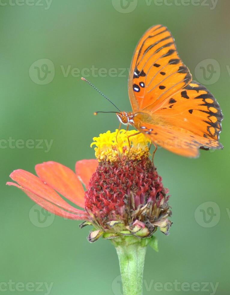 monarca, bellissimo farfalla fotografia, bellissimo farfalla su fiore, macro fotografia, bellissimo natura foto