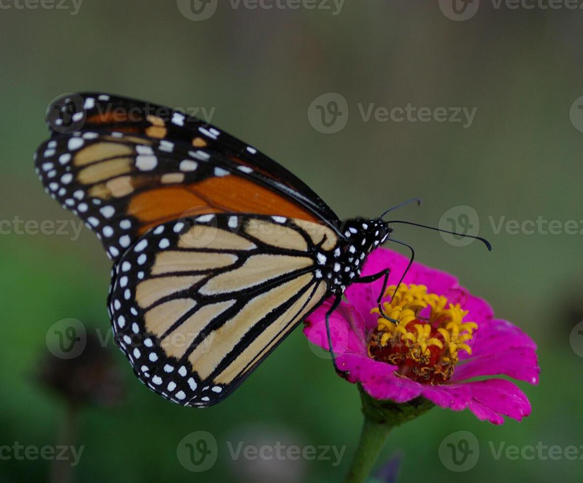 monarca, bellissimo farfalla fotografia, bellissimo farfalla su fiore, macro fotografia, bellissimo natura foto