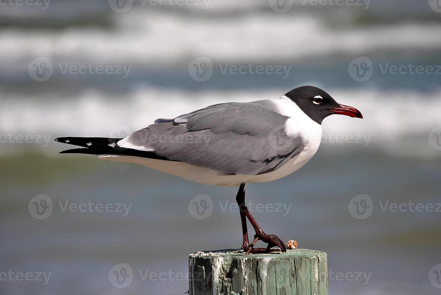 uccello fotografia, uccello immagine, maggior parte bellissimo uccello fotografia, natura fotografia foto