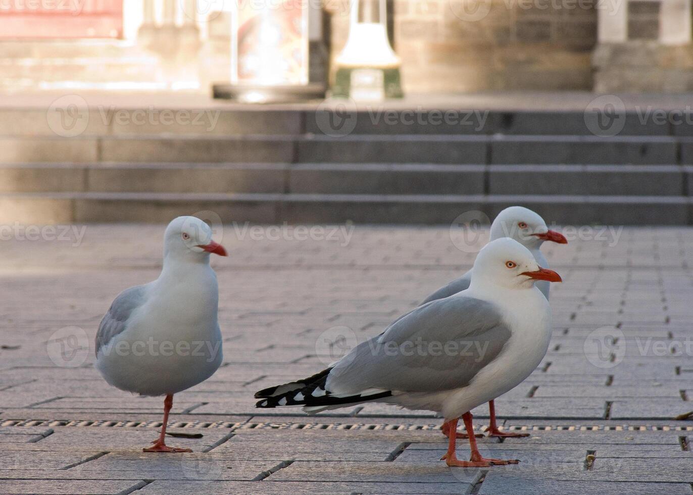 uccello fotografia, uccello immagine, maggior parte bellissimo uccello fotografia, natura fotografia foto