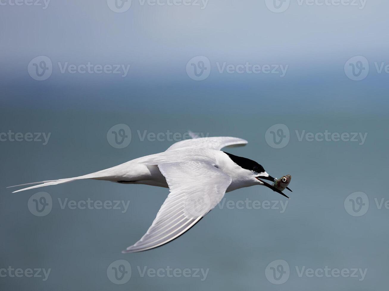 uccello fotografia, uccello immagine, maggior parte bellissimo uccello fotografia, natura fotografia foto