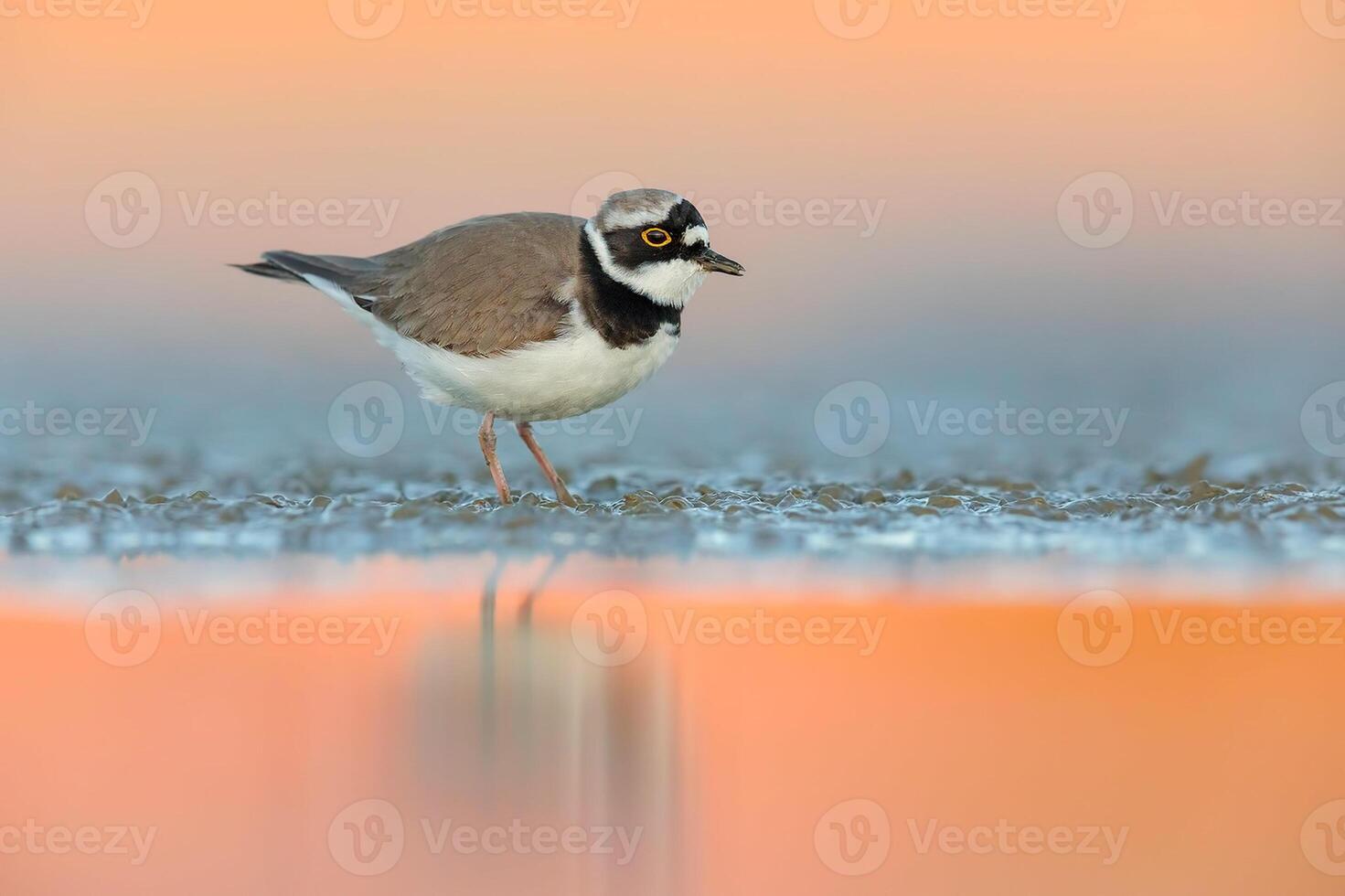 uccello fotografia, uccello immagine, maggior parte bellissimo uccello fotografia, natura fotografia foto