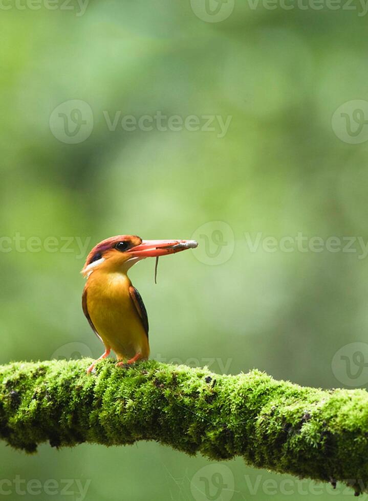 uccello fotografia, uccello immagine, maggior parte bellissimo uccello fotografia, natura fotografia foto