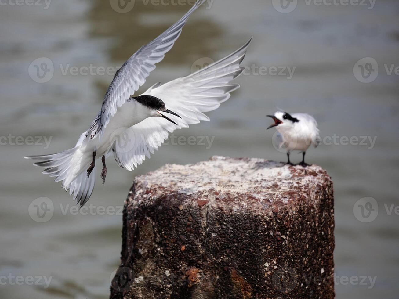 uccello fotografia, uccello immagine, maggior parte bellissimo uccello fotografia, natura fotografia foto