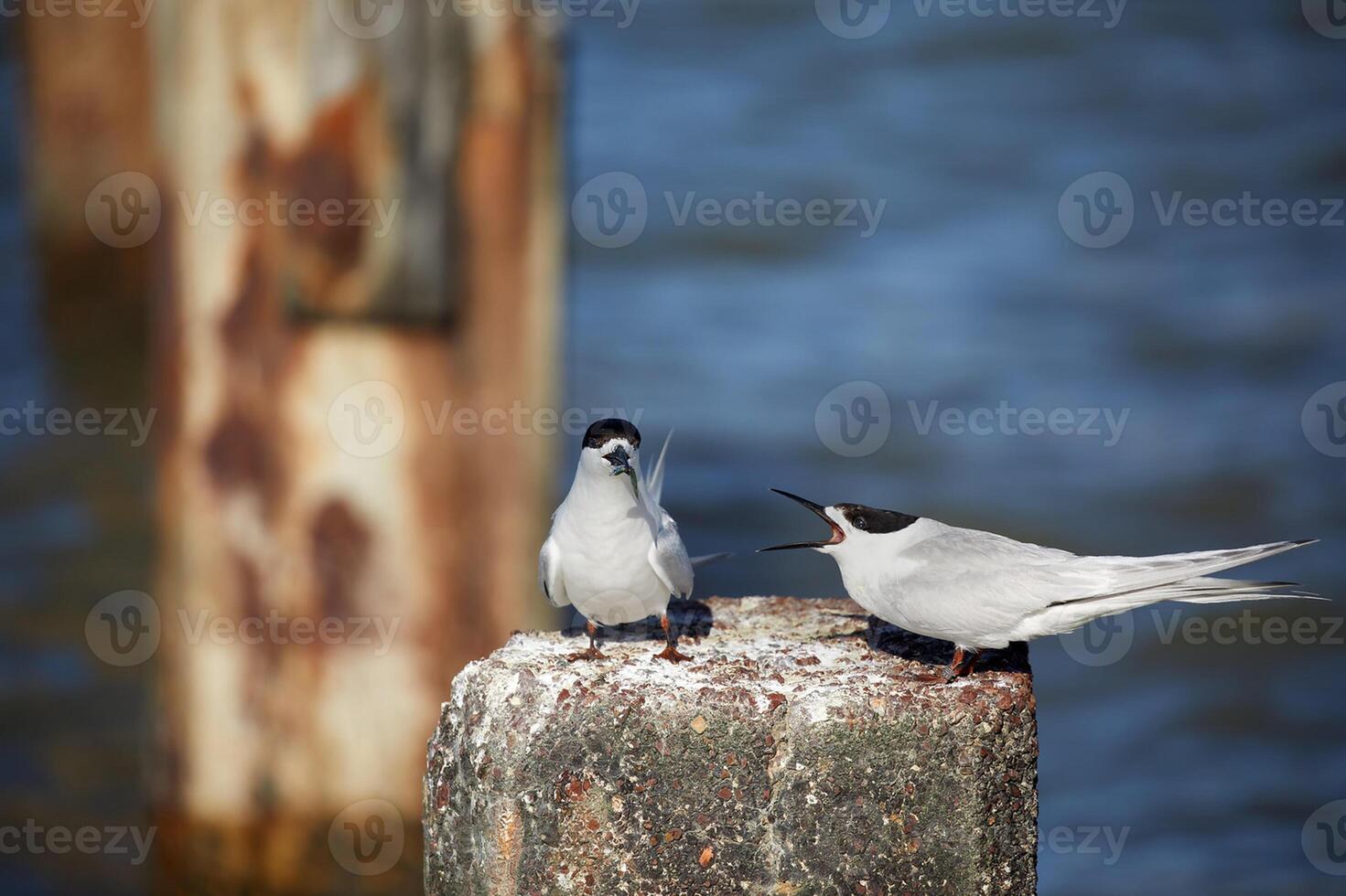 uccello fotografia, uccello immagine, maggior parte bellissimo uccello fotografia, natura fotografia foto