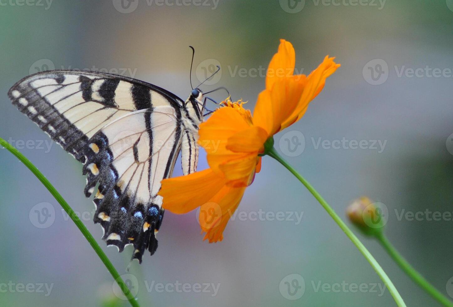 monarca, bellissimo farfalla fotografia, bellissimo farfalla su fiore, macro fotografia, bellissimo natura foto