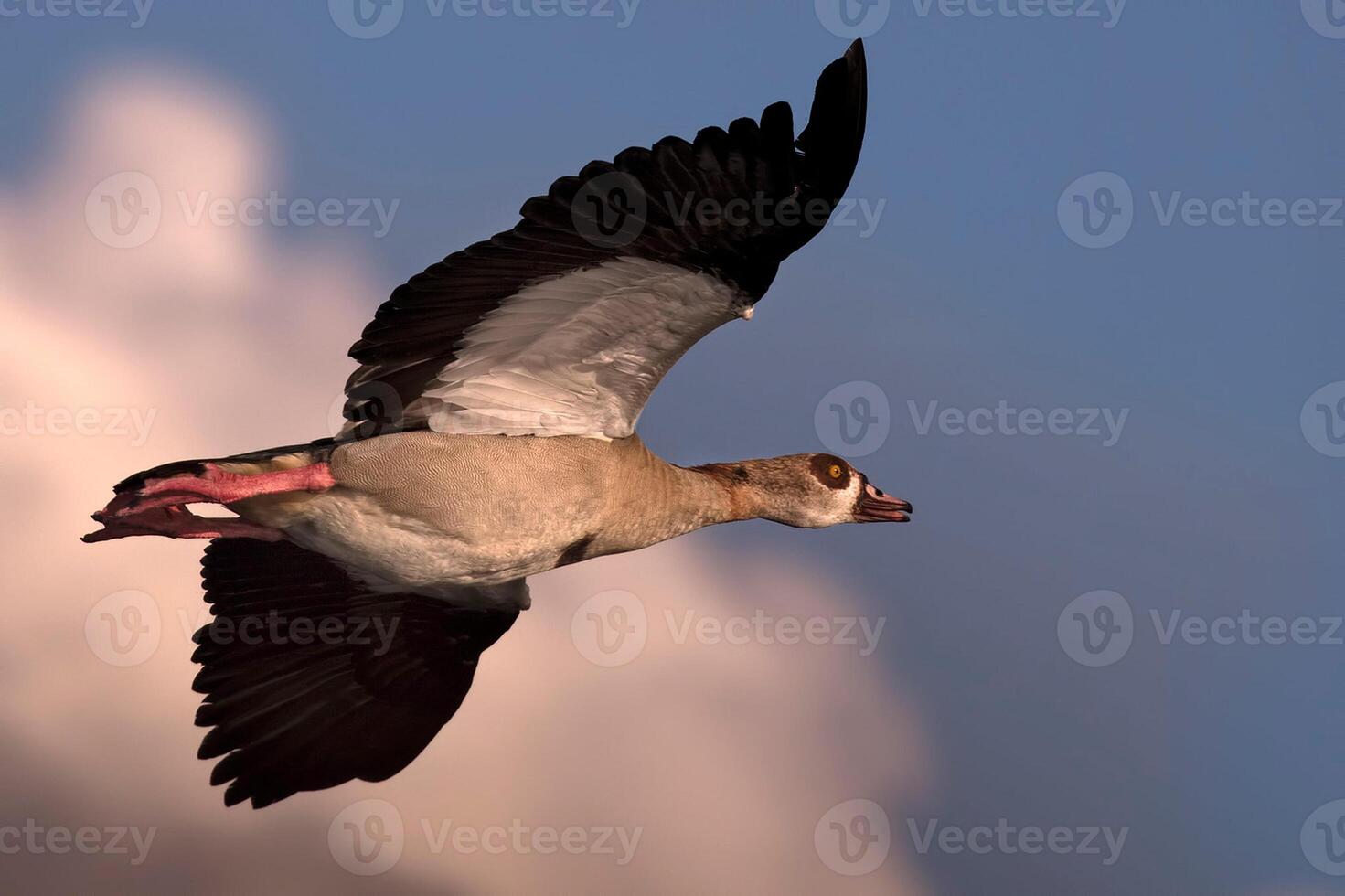 uccello fotografia, uccello immagine, maggior parte bellissimo uccello fotografia, natura fotografia foto