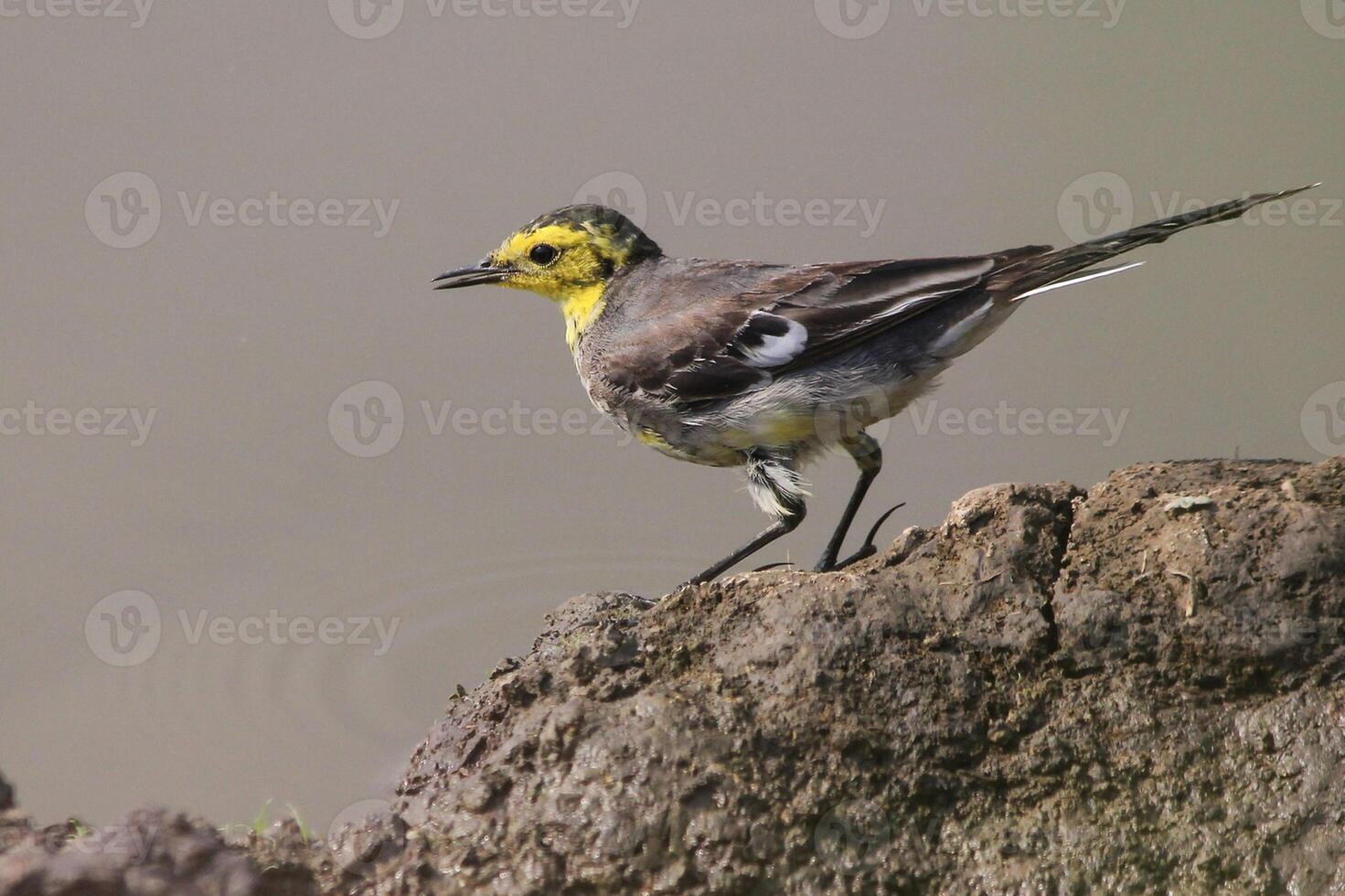 uccello fotografia, uccello immagine, maggior parte bellissimo uccello fotografia, natura fotografia foto