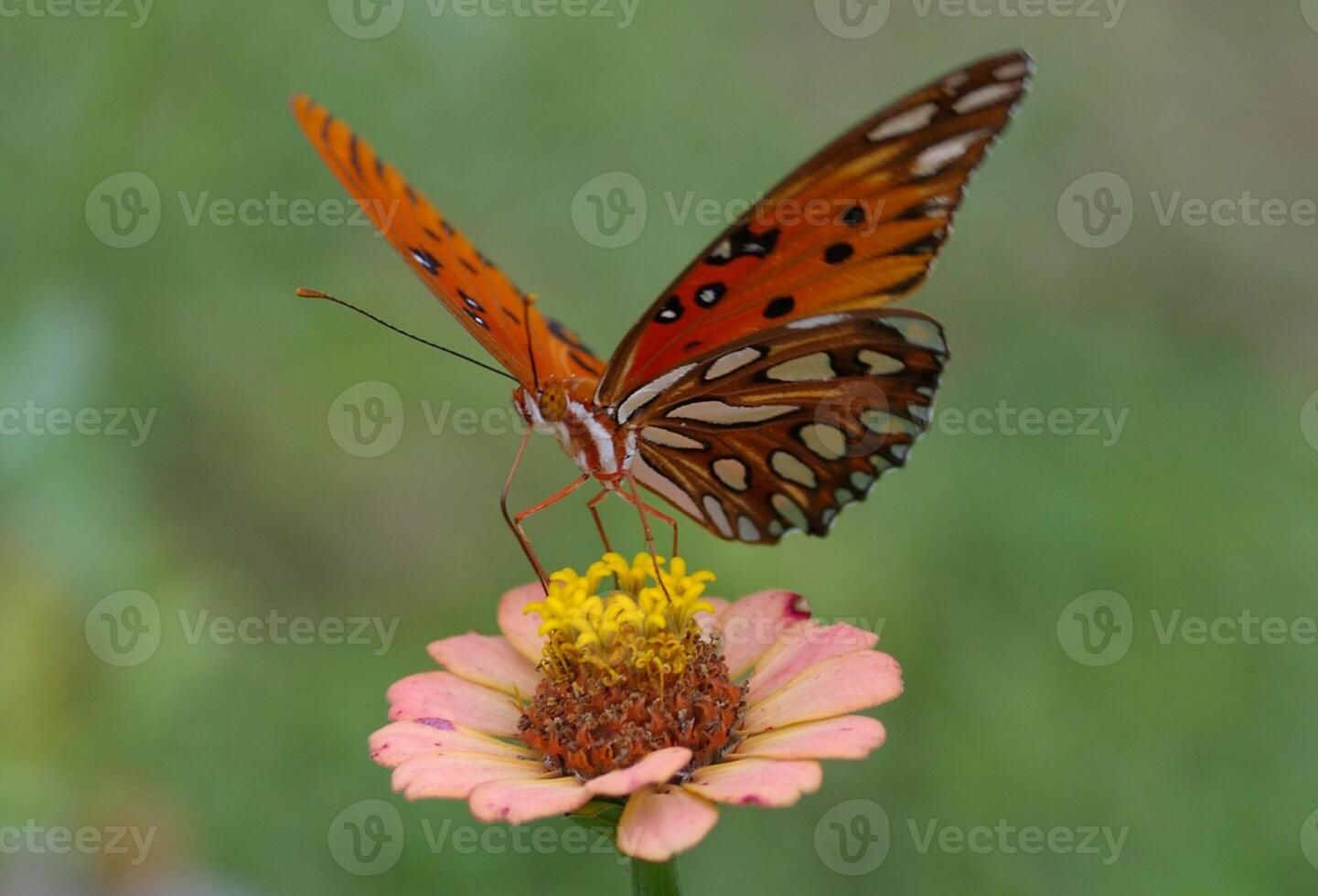 monarca, bellissimo farfalla fotografia, bellissimo farfalla su fiore, macro fotografia, bellissimo natura foto