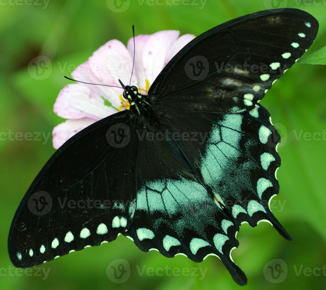 monarca, bellissimo farfalla fotografia, bellissimo farfalla su fiore, macro fotografia, bellissimo natura foto