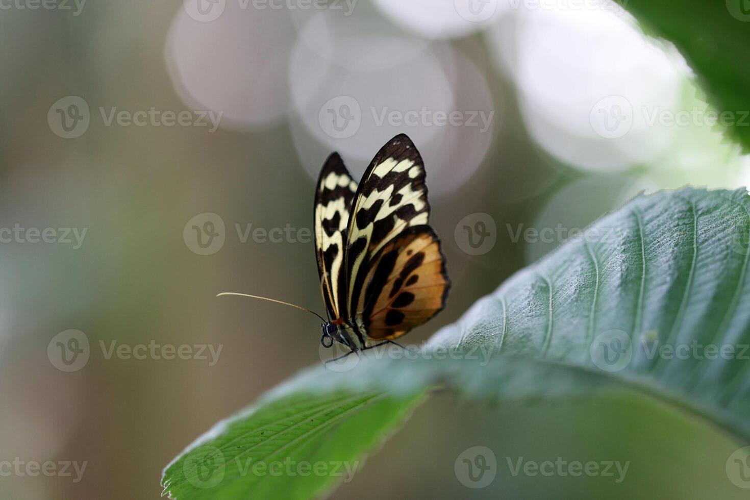 monarca, bellissimo farfalla fotografia, bellissimo farfalla su fiore, macro fotografia, bellissimo natura foto