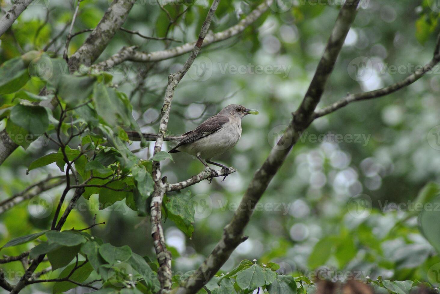 uccello fotografia, uccello immagine, maggior parte bellissimo uccello fotografia, natura fotografia foto