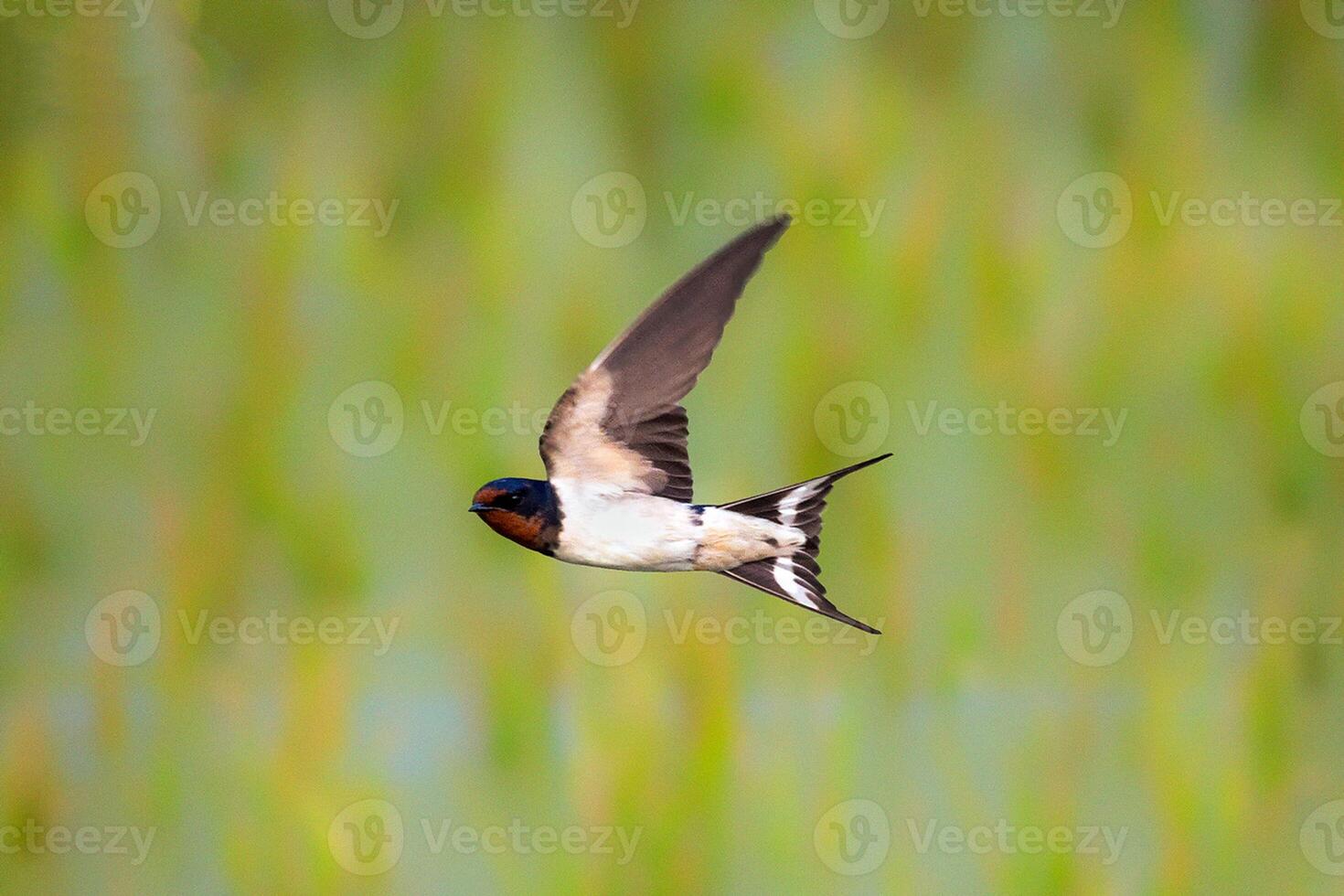 uccello fotografia, uccello immagine, maggior parte bellissimo uccello fotografia, natura fotografia foto