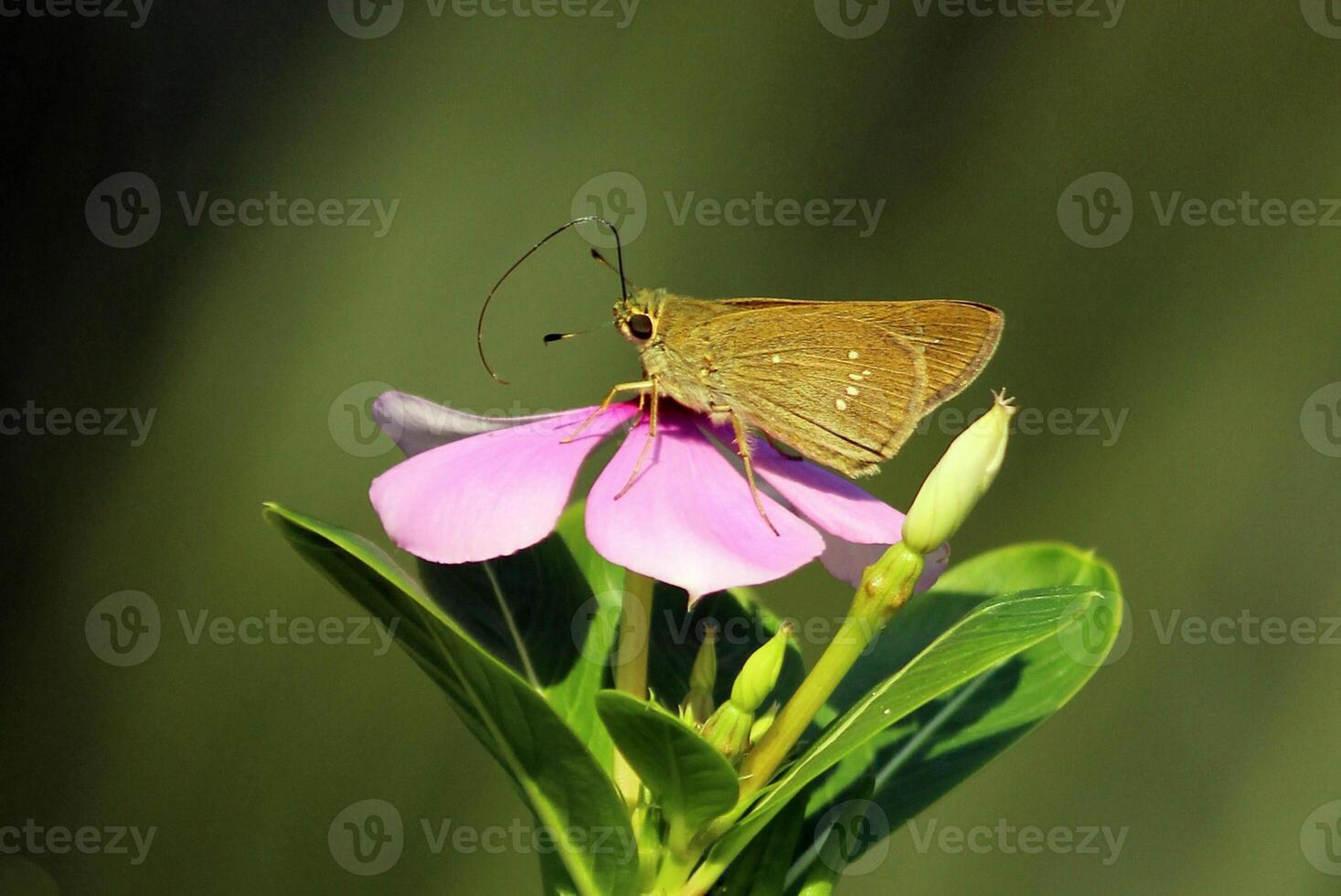 monarca, bellissimo farfalla fotografia, bellissimo farfalla su fiore, macro fotografia, bellissimo natura foto