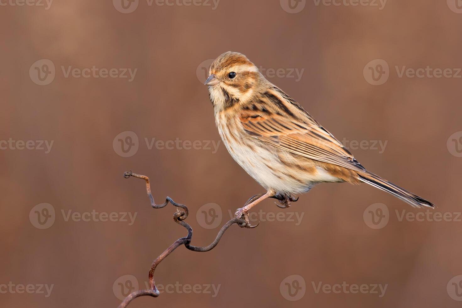 uccello fotografia, uccello immagine, maggior parte bellissimo uccello fotografia, natura fotografia foto