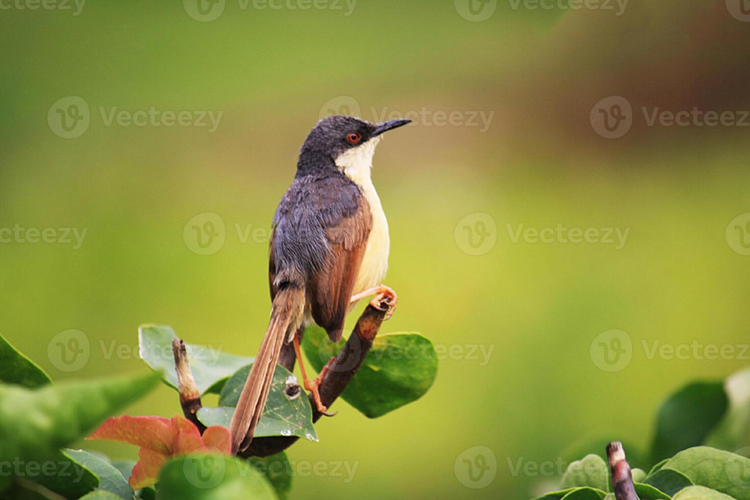 uccello fotografia, uccello immagine, maggior parte bellissimo uccello fotografia, natura fotografia foto