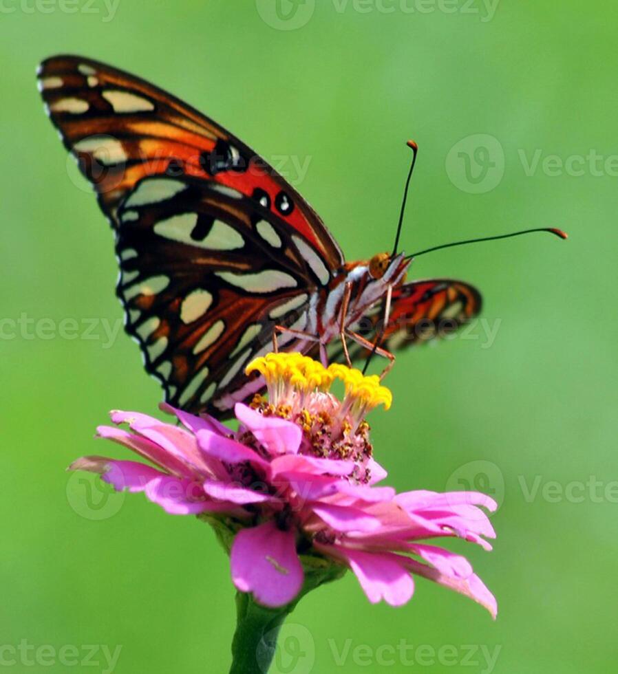 monarca, bellissimo farfalla fotografia, bellissimo farfalla su fiore, macro fotografia, bellissimo natura foto