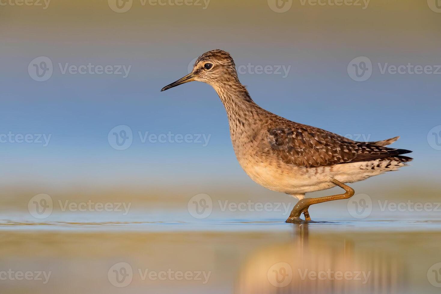 uccello fotografia, uccello immagine, maggior parte bellissimo uccello fotografia, natura fotografia foto