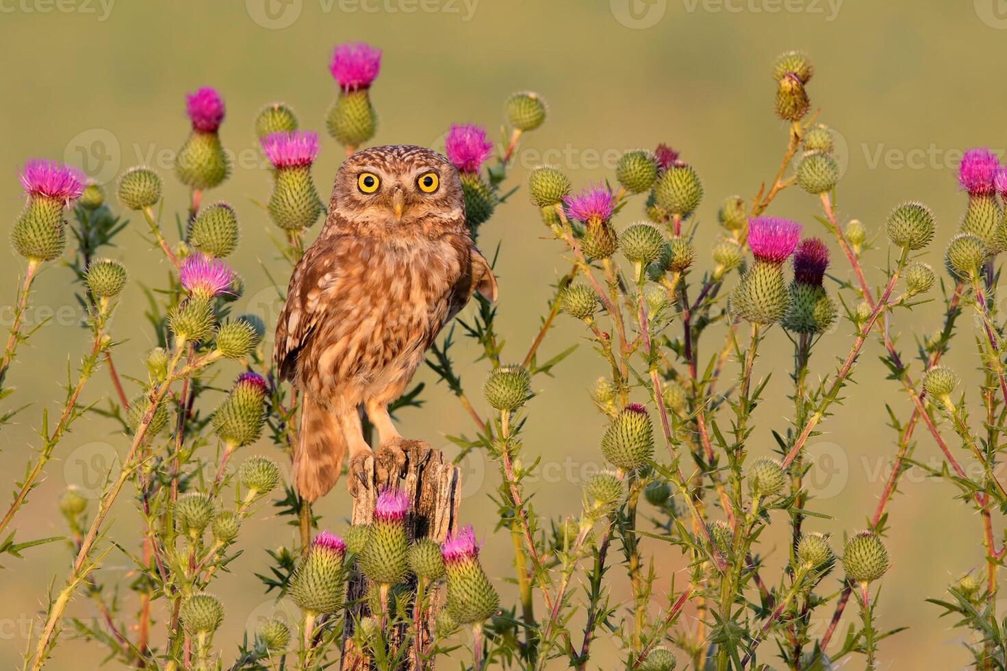 uccello fotografia, uccello immagine, maggior parte bellissimo uccello fotografia, natura fotografia foto