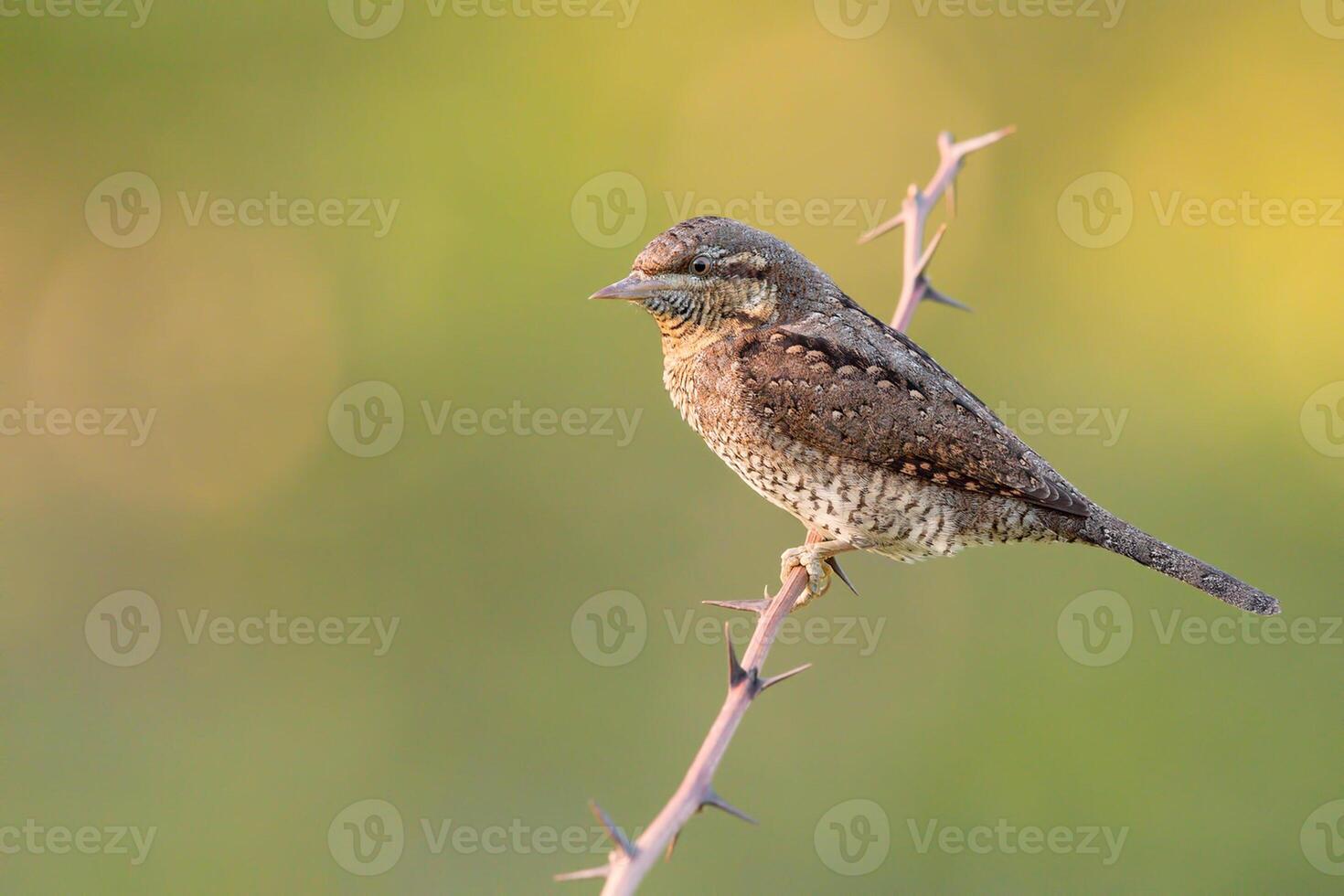 uccello fotografia, uccello immagine, maggior parte bellissimo uccello fotografia, natura fotografia foto