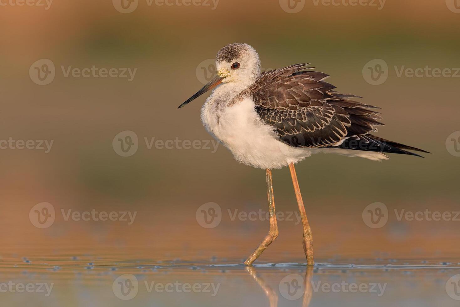 uccello fotografia, uccello immagine, maggior parte bellissimo uccello fotografia, natura fotografia foto