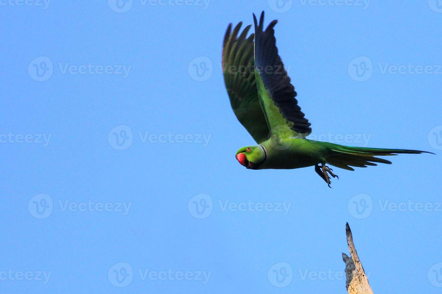 uccello fotografia, uccello immagine, maggior parte bellissimo uccello fotografia, natura fotografia foto