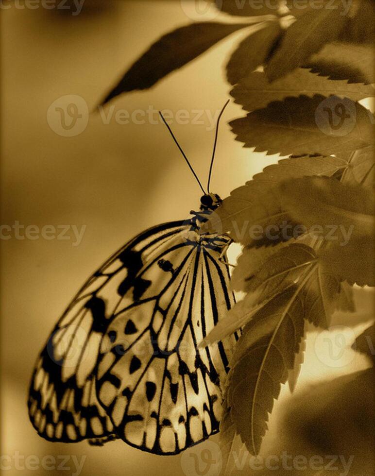 monarca, bellissimo farfalla fotografia, bellissimo farfalla su fiore, macro fotografia, bellissimo natura foto