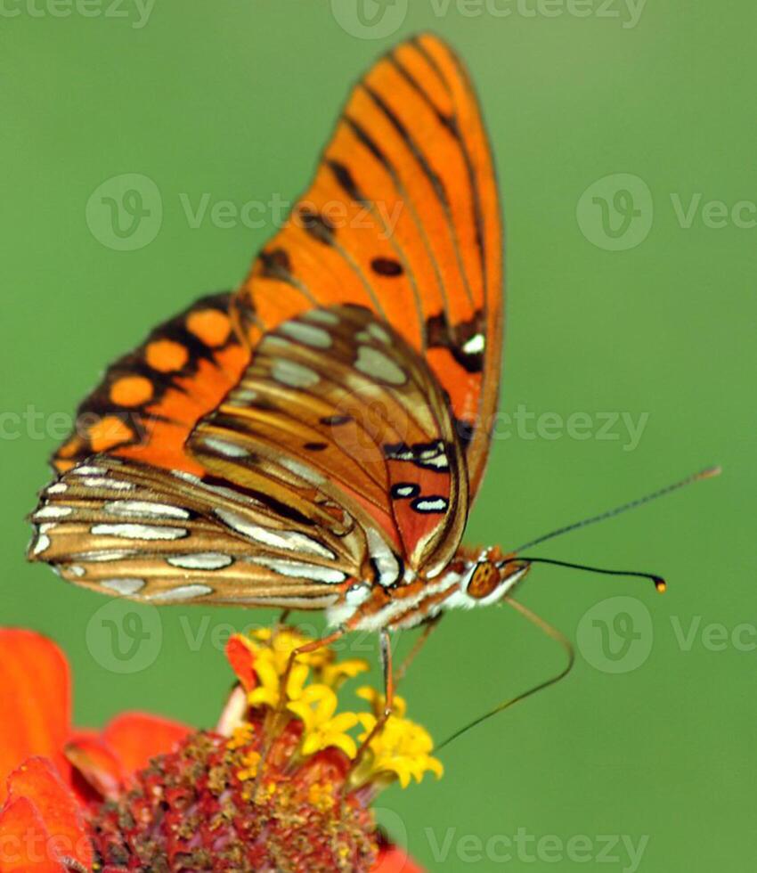 monarca, bellissimo farfalla fotografia, bellissimo farfalla su fiore, macro fotografia, bellissimo natura foto