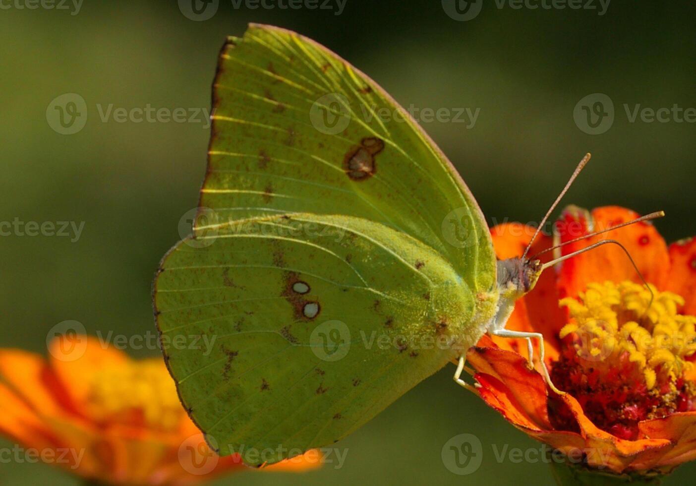 monarca, bellissimo farfalla fotografia, bellissimo farfalla su fiore, macro fotografia, bellissimo natura foto