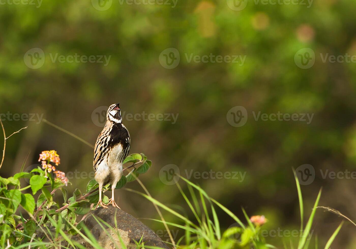 uccello fotografia, uccello immagine, maggior parte bellissimo uccello fotografia, natura fotografia foto