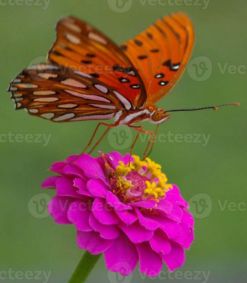 monarca, bellissimo farfalla fotografia, bellissimo farfalla su fiore, macro fotografia, bellissimo natura foto