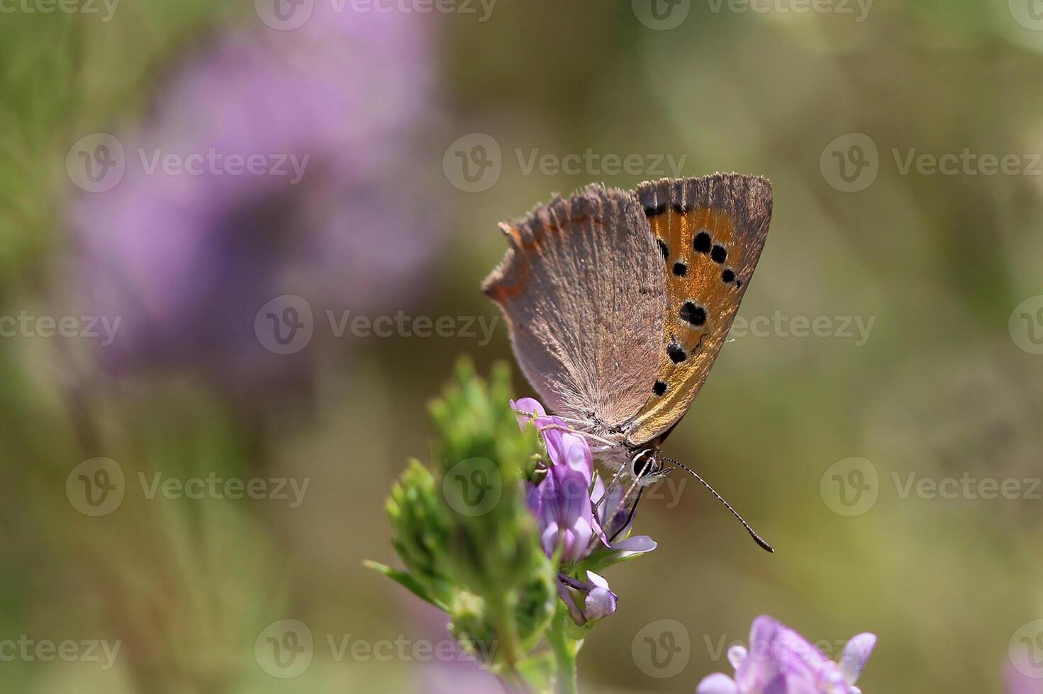 monarca, bellissimo farfalla fotografia, bellissimo farfalla su fiore, macro fotografia, bellissimo natura foto