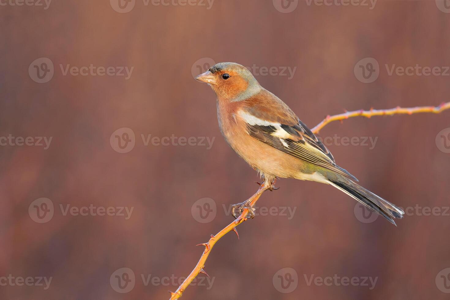 uccello fotografia, uccello immagine, maggior parte bellissimo uccello fotografia, natura fotografia foto