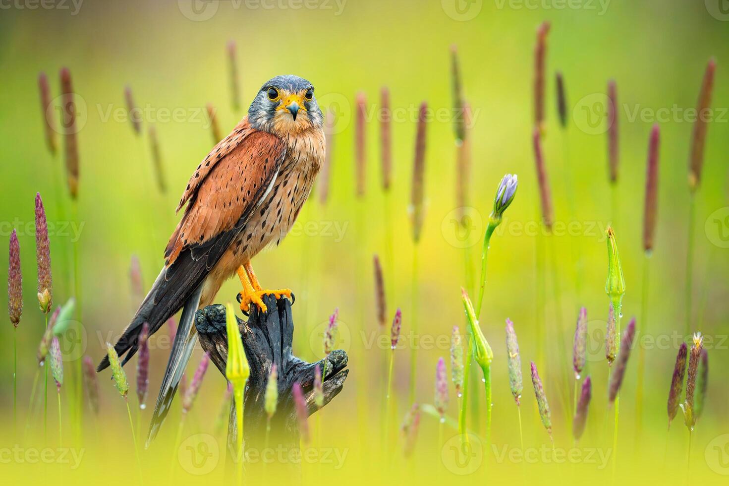 uccello fotografia, uccello immagine, maggior parte bellissimo uccello fotografia, natura fotografia foto