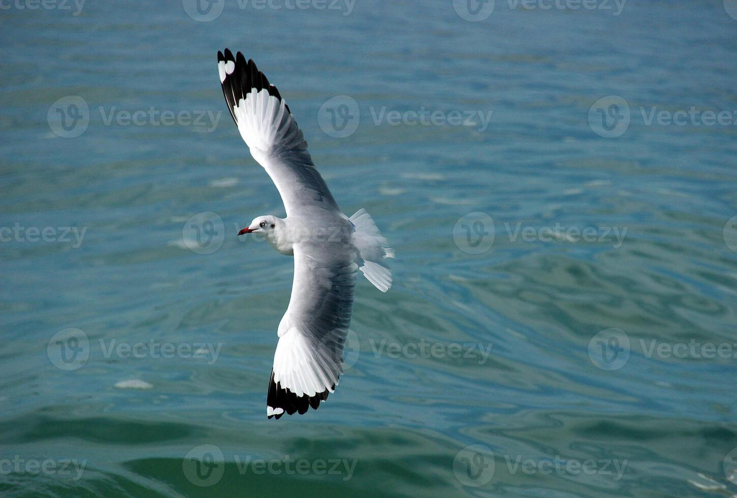 uccello fotografia, uccello immagine, maggior parte bellissimo uccello fotografia, natura fotografia foto