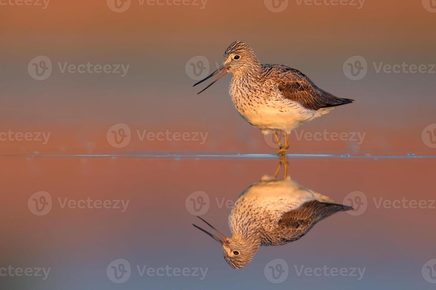 uccello fotografia, uccello immagine, maggior parte bellissimo uccello fotografia, natura fotografia foto