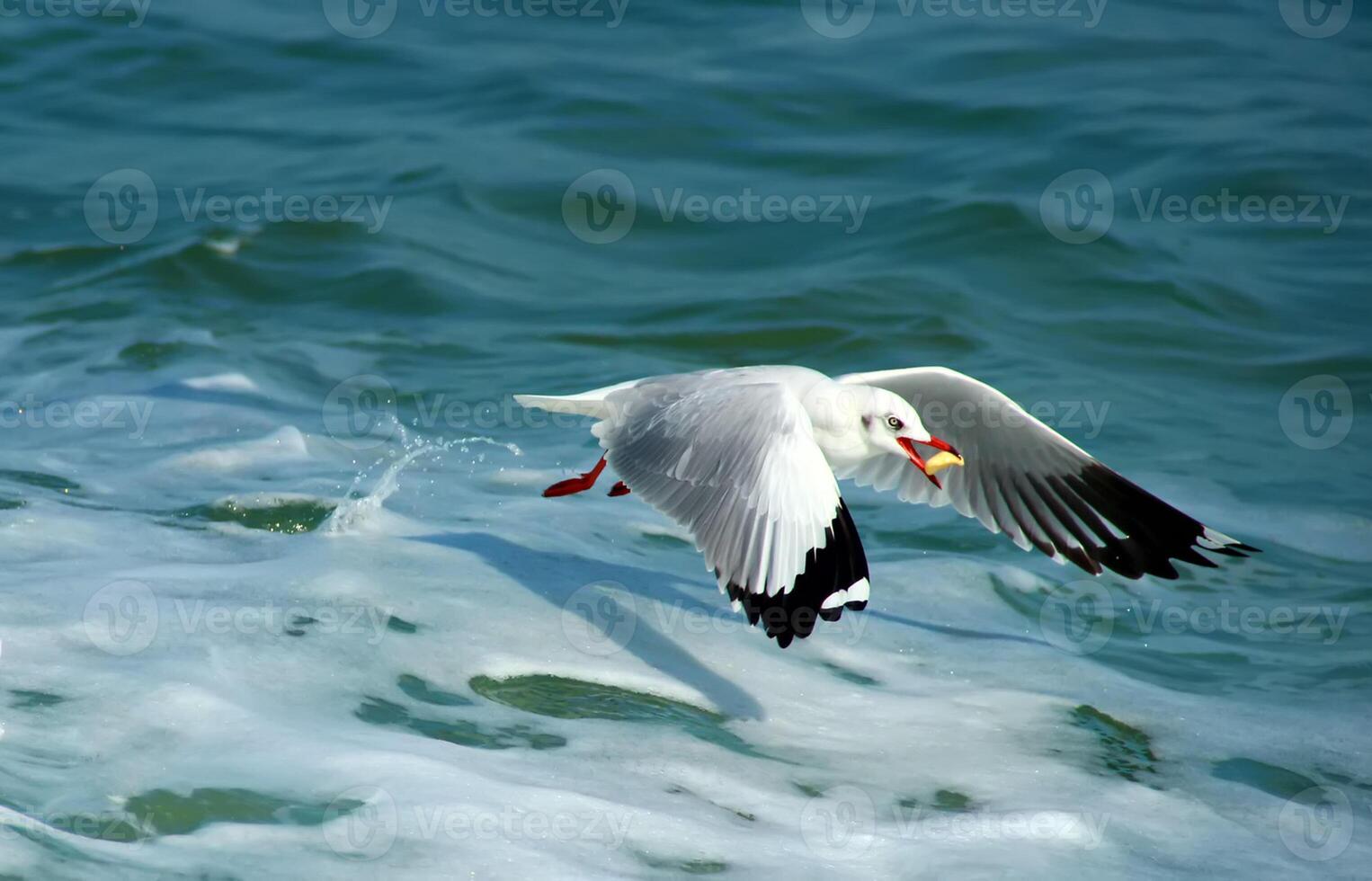 uccello fotografia, uccello immagine, maggior parte bellissimo uccello fotografia, natura fotografia foto