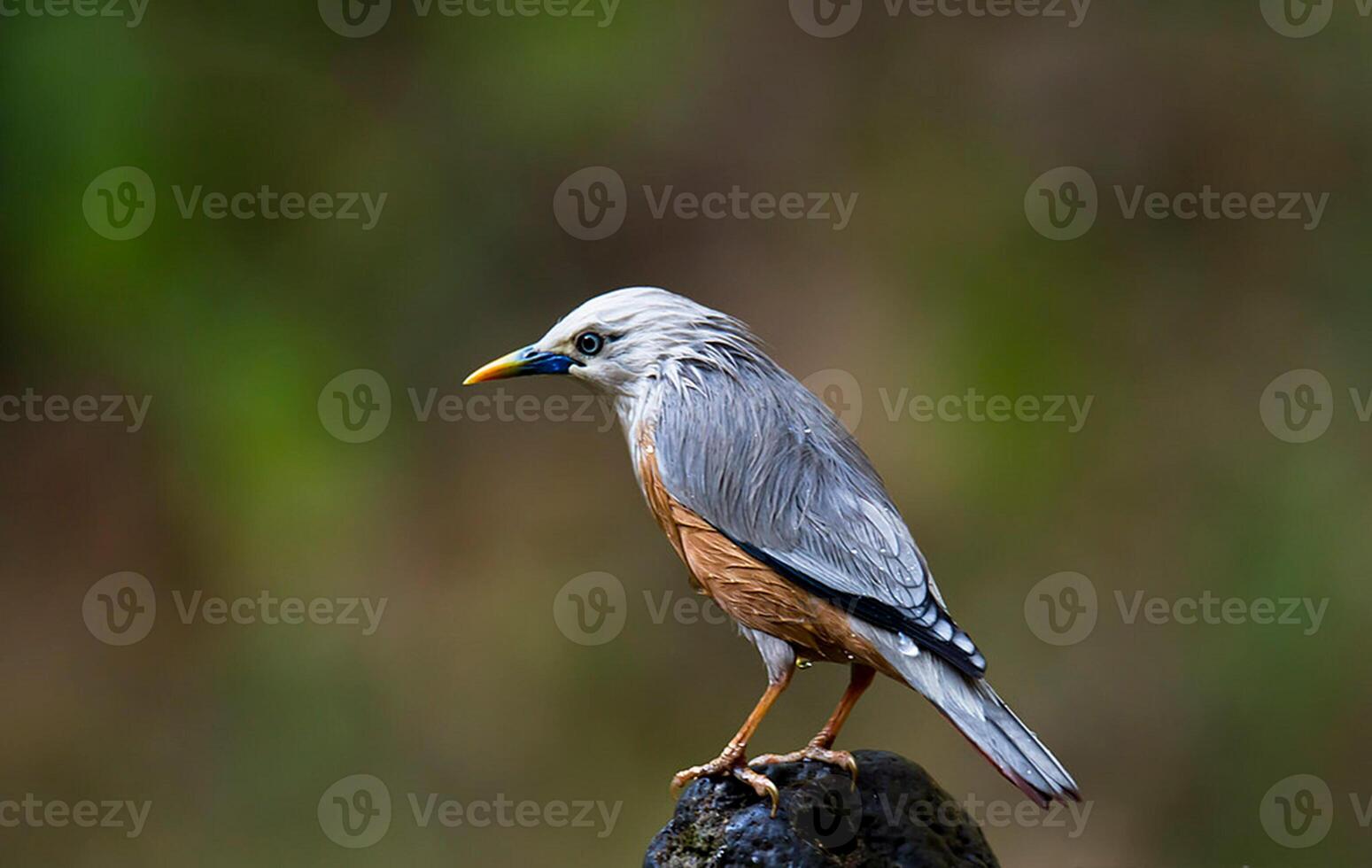 uccello fotografia, uccello immagine, maggior parte bellissimo uccello fotografia, natura fotografia foto