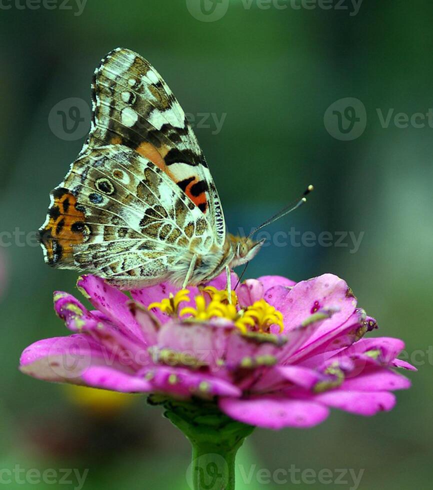 monarca, bellissimo farfalla fotografia, bellissimo farfalla su fiore, macro fotografia, bellissimo natura foto