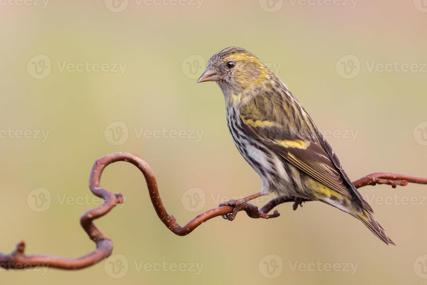 uccello fotografia, uccello immagine, maggior parte bellissimo uccello fotografia, natura fotografia foto