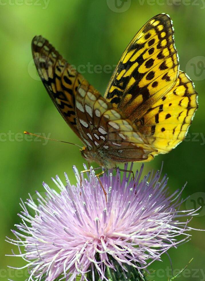 monarca, bellissimo farfalla fotografia, bellissimo farfalla su fiore, macro fotografia, bellissimo natura foto