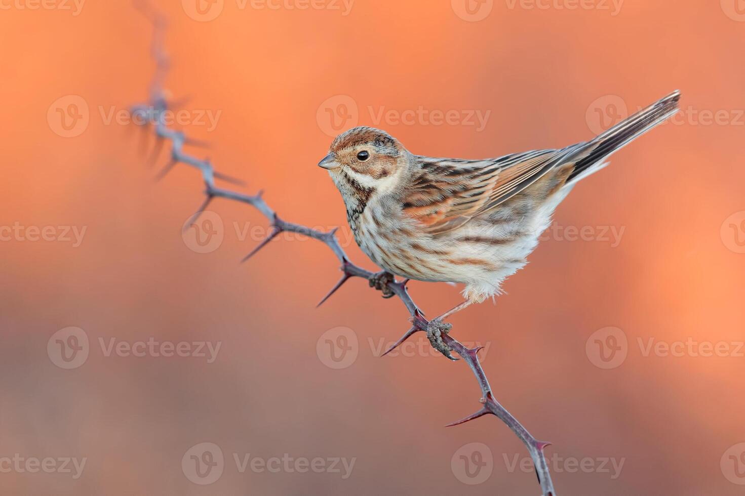 uccello fotografia, uccello immagine, maggior parte bellissimo uccello fotografia, natura fotografia foto