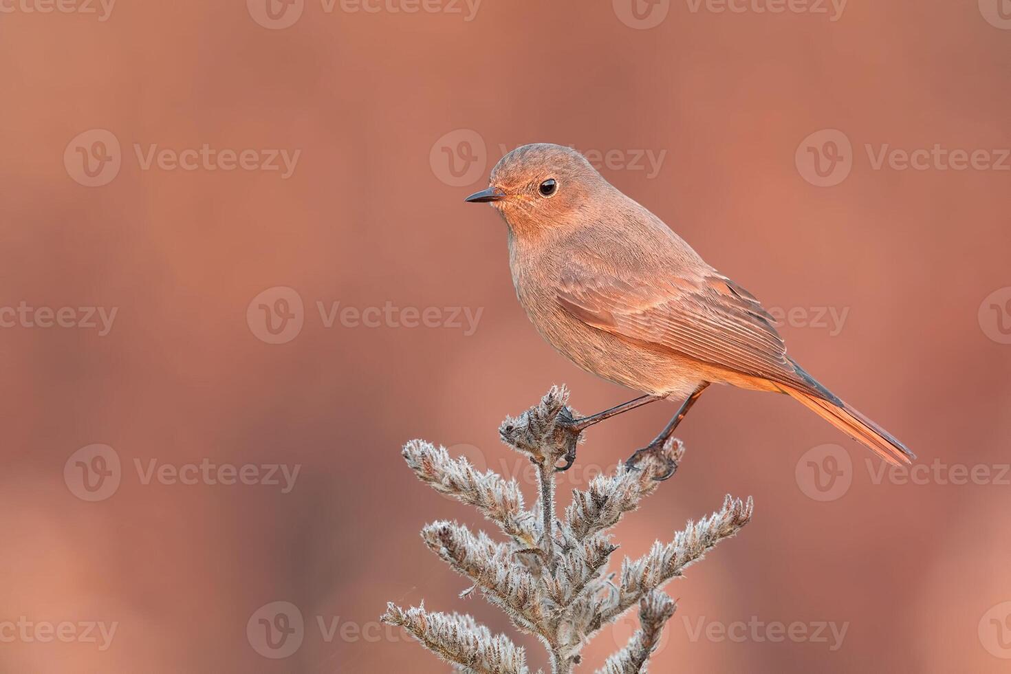 uccello fotografia, uccello immagine, maggior parte bellissimo uccello fotografia, natura fotografia foto