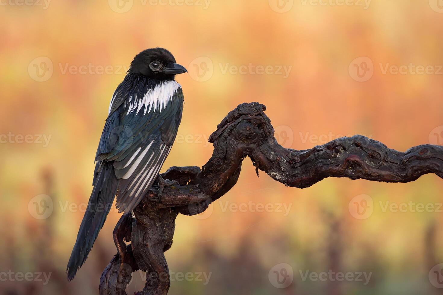 uccello fotografia, uccello immagine, maggior parte bellissimo uccello fotografia, natura fotografia foto