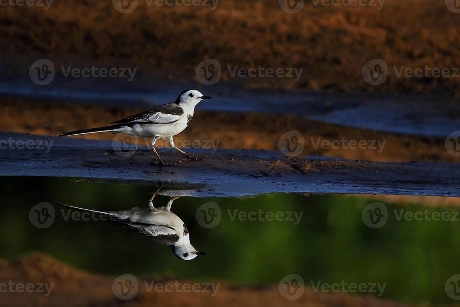 uccello fotografia, uccello immagine, maggior parte bellissimo uccello fotografia, natura fotografia foto