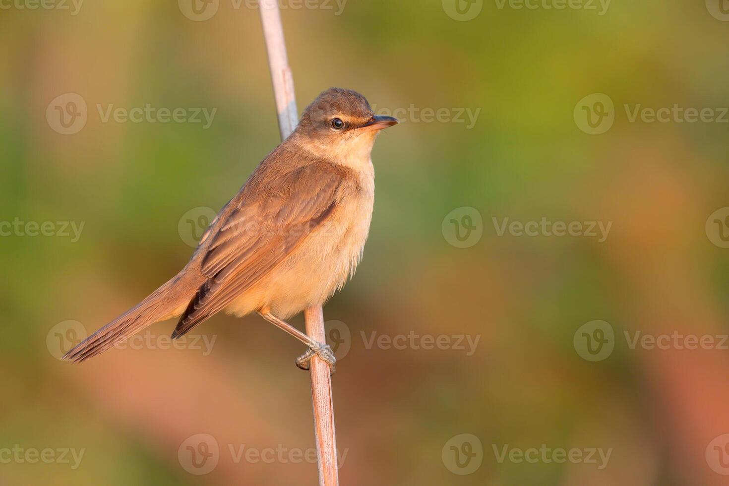 uccello fotografia, uccello immagine, maggior parte bellissimo uccello fotografia, natura fotografia foto