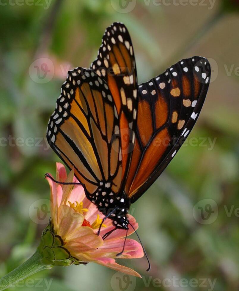 monarca, bellissimo farfalla fotografia, bellissimo farfalla su fiore, macro fotografia, bellissimo natura foto