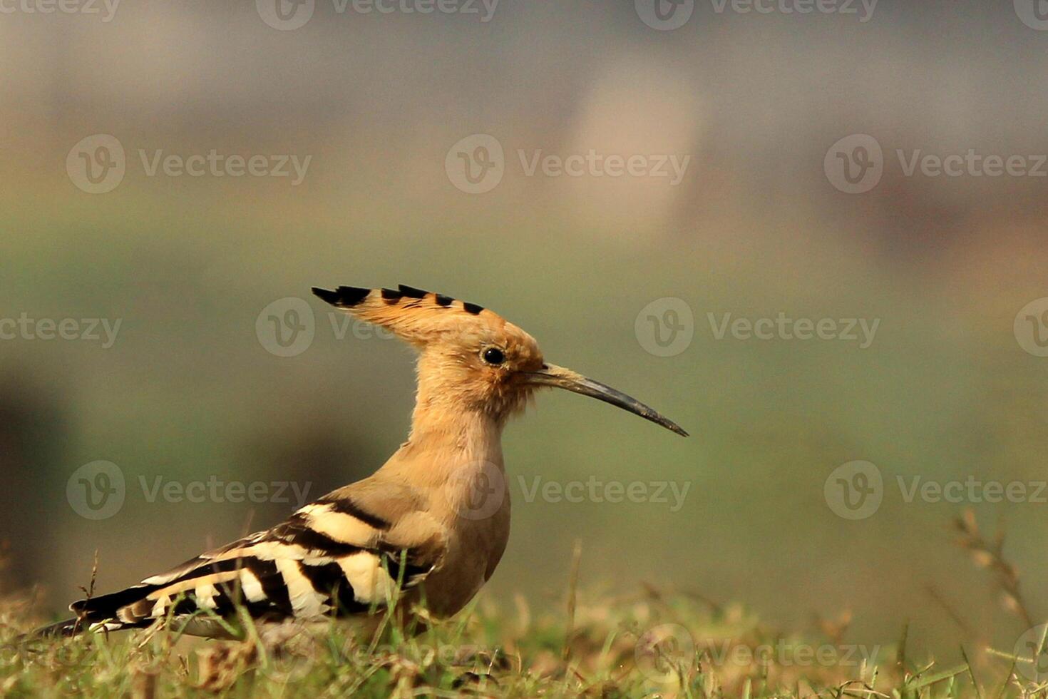 uccello fotografia, uccello immagine, maggior parte bellissimo uccello fotografia, natura fotografia foto